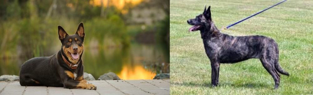 Dutch Shepherd vs Australian Kelpie - Breed Comparison