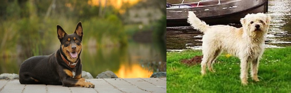 Dutch Smoushond vs Australian Kelpie - Breed Comparison