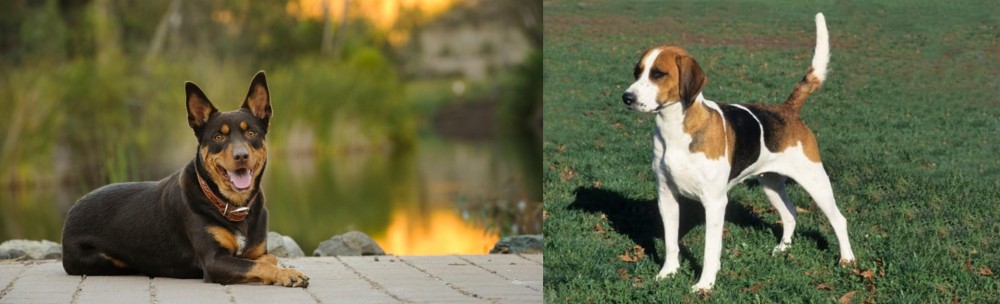 English Foxhound vs Australian Kelpie - Breed Comparison