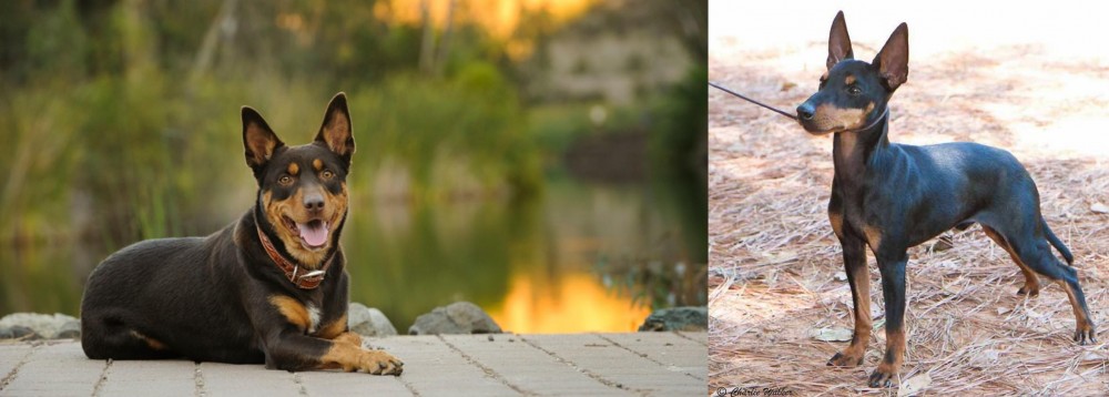 English Toy Terrier (Black & Tan) vs Australian Kelpie - Breed Comparison