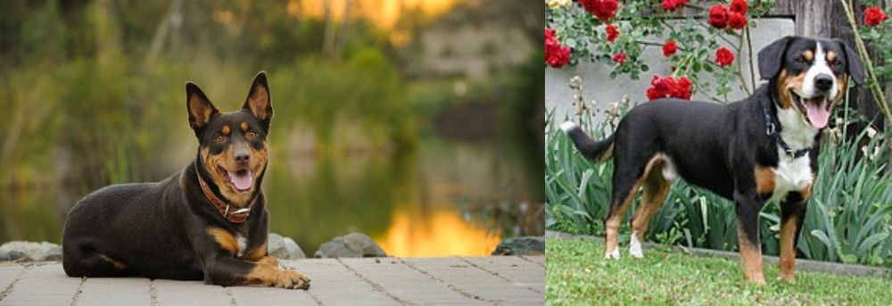 Entlebucher Mountain Dog vs Australian Kelpie - Breed Comparison