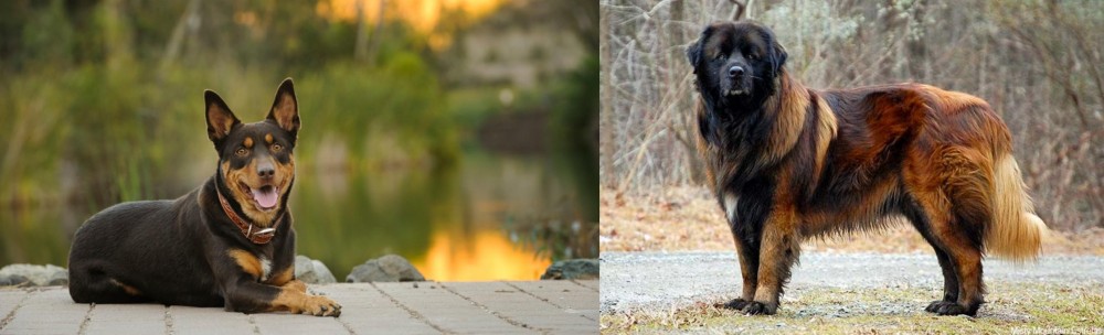 Estrela Mountain Dog vs Australian Kelpie - Breed Comparison