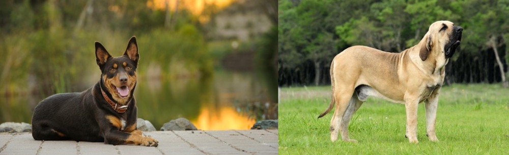 Fila Brasileiro vs Australian Kelpie - Breed Comparison