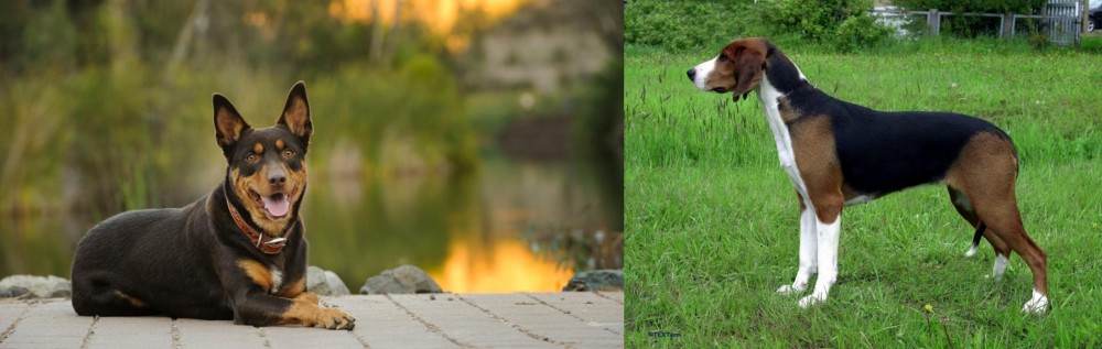 Finnish Hound vs Australian Kelpie - Breed Comparison
