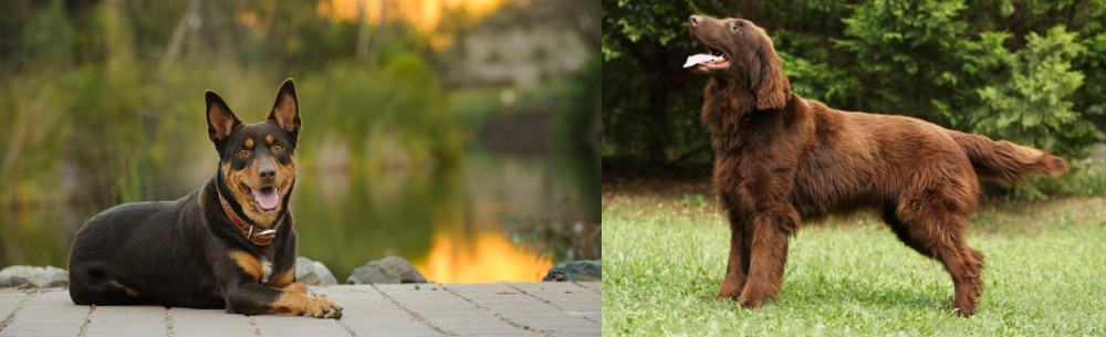 Flat-Coated Retriever vs Australian Kelpie - Breed Comparison