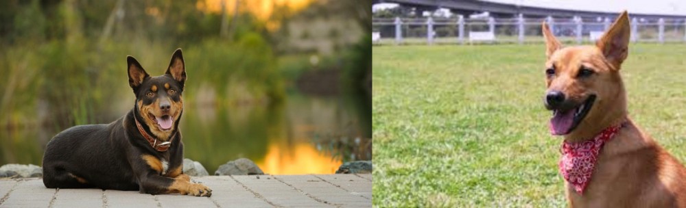Formosan Mountain Dog vs Australian Kelpie - Breed Comparison