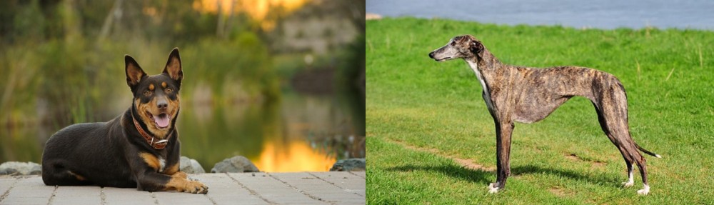 Galgo Espanol vs Australian Kelpie - Breed Comparison