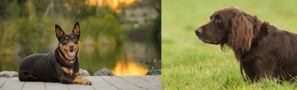 German Longhaired Pointer vs Australian Kelpie - Breed Comparison