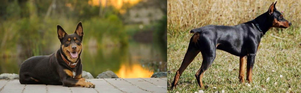 German Pinscher vs Australian Kelpie - Breed Comparison