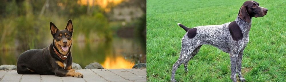 German Shorthaired Pointer vs Australian Kelpie - Breed Comparison