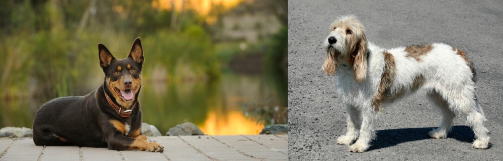 Grand Basset Griffon Vendeen vs Australian Kelpie - Breed Comparison