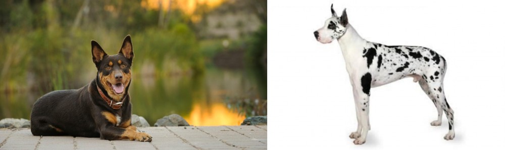 Great Dane vs Australian Kelpie - Breed Comparison