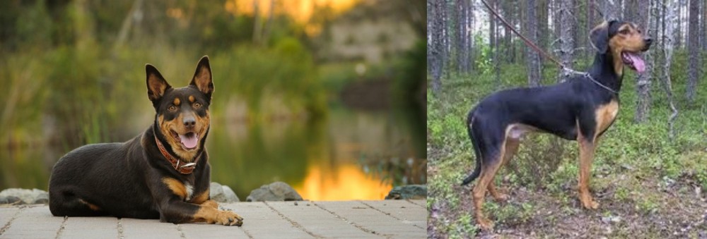 Greek Harehound vs Australian Kelpie - Breed Comparison