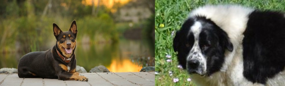 Greek Sheepdog vs Australian Kelpie - Breed Comparison