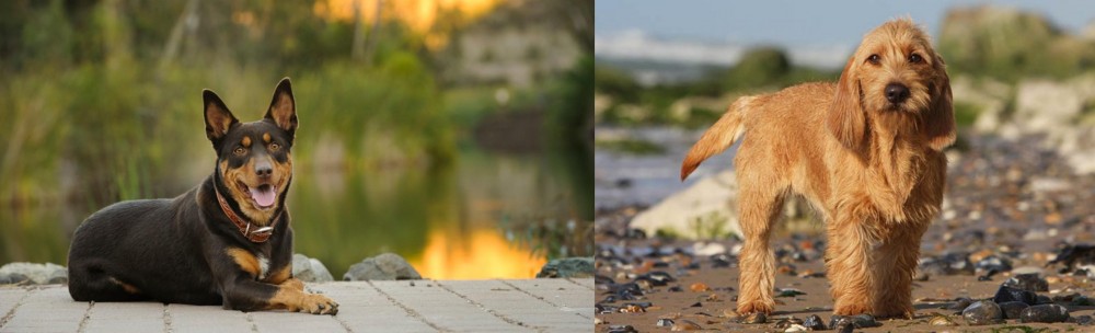 Griffon Fauve de Bretagne vs Australian Kelpie - Breed Comparison