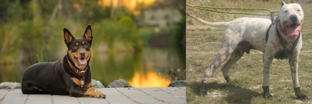 Gull Dong vs Australian Kelpie - Breed Comparison