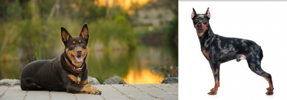 Harlequin Pinscher vs Australian Kelpie - Breed Comparison