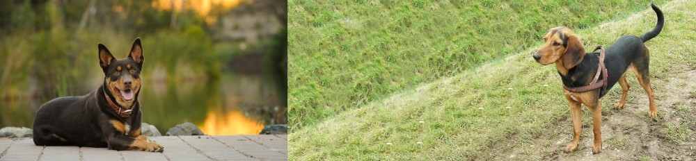 Hellenic Hound vs Australian Kelpie - Breed Comparison