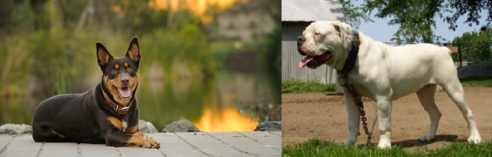 Hermes Bulldogge vs Australian Kelpie - Breed Comparison