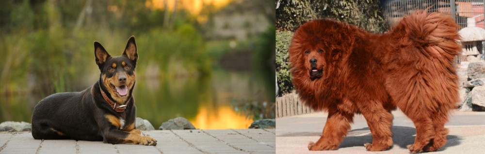 Himalayan Mastiff vs Australian Kelpie - Breed Comparison