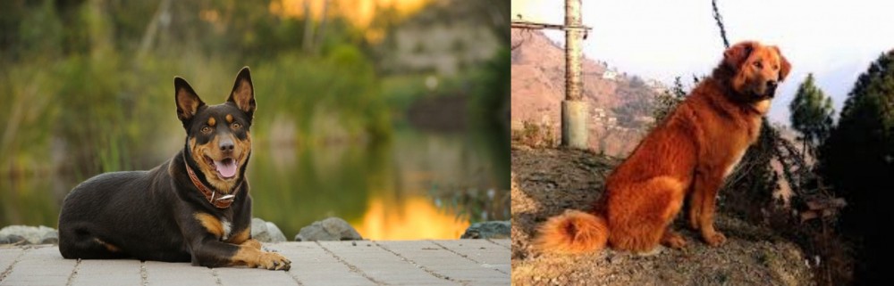 Himalayan Sheepdog vs Australian Kelpie - Breed Comparison