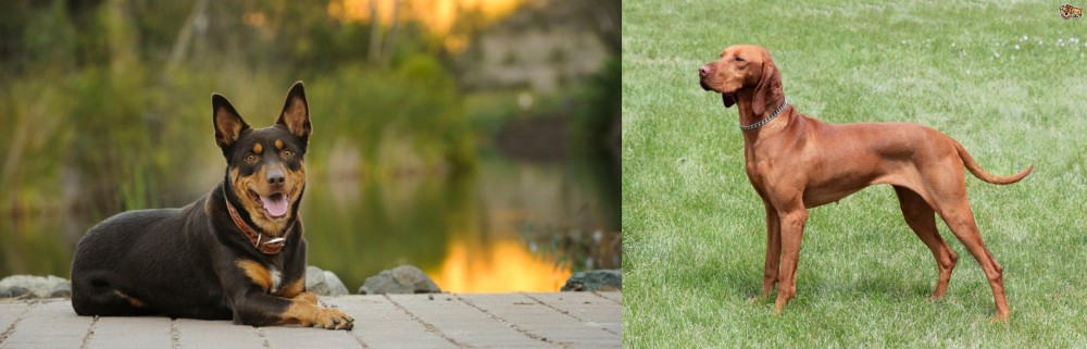 Hungarian Vizsla vs Australian Kelpie - Breed Comparison