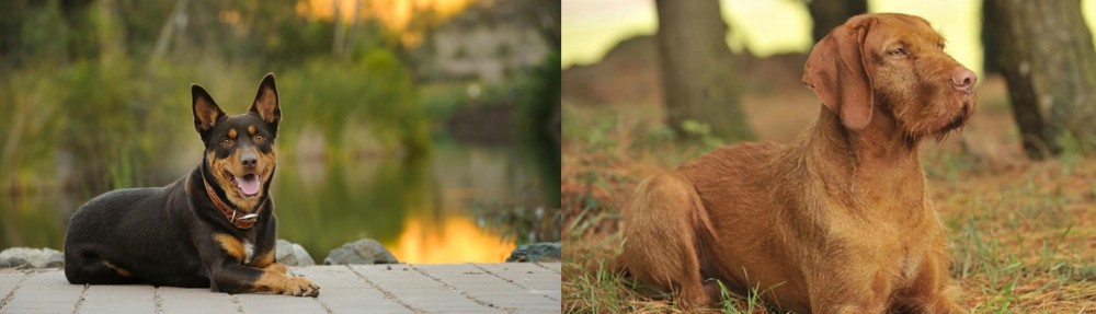 Hungarian Wirehaired Vizsla vs Australian Kelpie - Breed Comparison