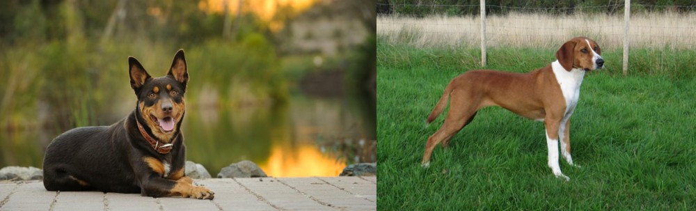 Hygenhund vs Australian Kelpie - Breed Comparison