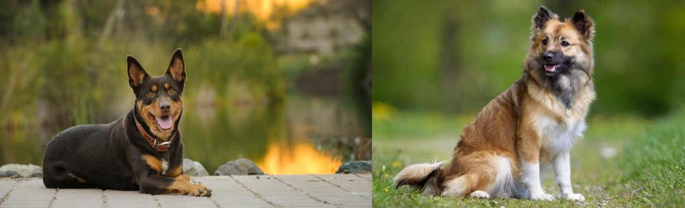 Icelandic Sheepdog vs Australian Kelpie - Breed Comparison