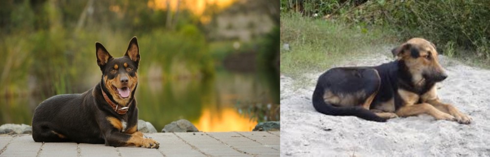 Indian Pariah Dog vs Australian Kelpie - Breed Comparison