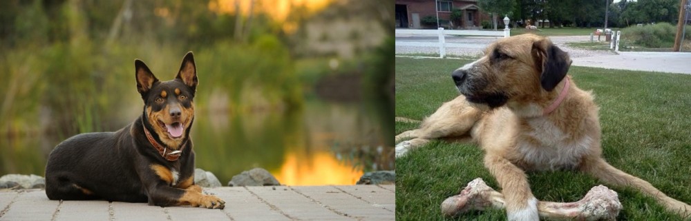 Irish Mastiff Hound vs Australian Kelpie - Breed Comparison