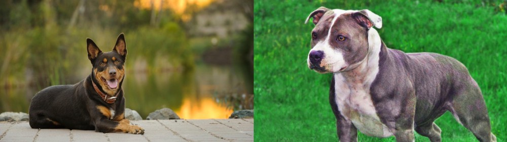Irish Staffordshire Bull Terrier vs Australian Kelpie - Breed Comparison