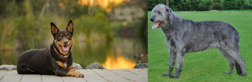 Irish Wolfhound vs Australian Kelpie - Breed Comparison