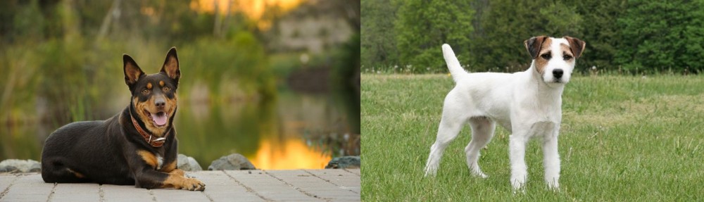 Jack Russell Terrier vs Australian Kelpie - Breed Comparison