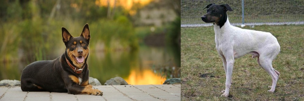 Japanese Terrier vs Australian Kelpie - Breed Comparison