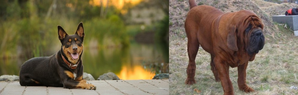 Korean Mastiff vs Australian Kelpie - Breed Comparison