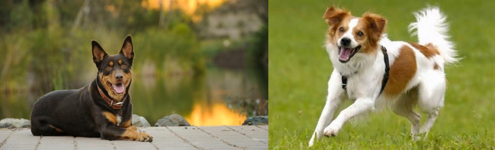 Kromfohrlander vs Australian Kelpie - Breed Comparison
