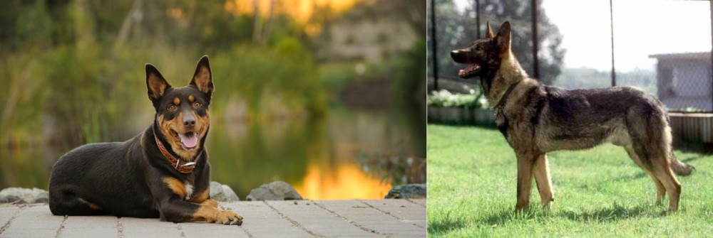 Kunming Dog vs Australian Kelpie - Breed Comparison