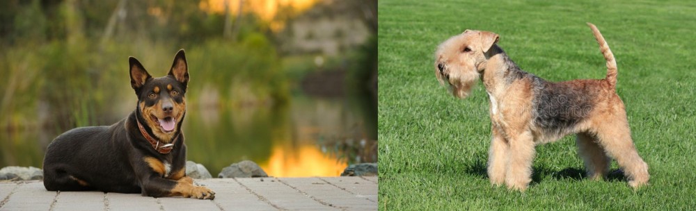 Lakeland Terrier vs Australian Kelpie - Breed Comparison