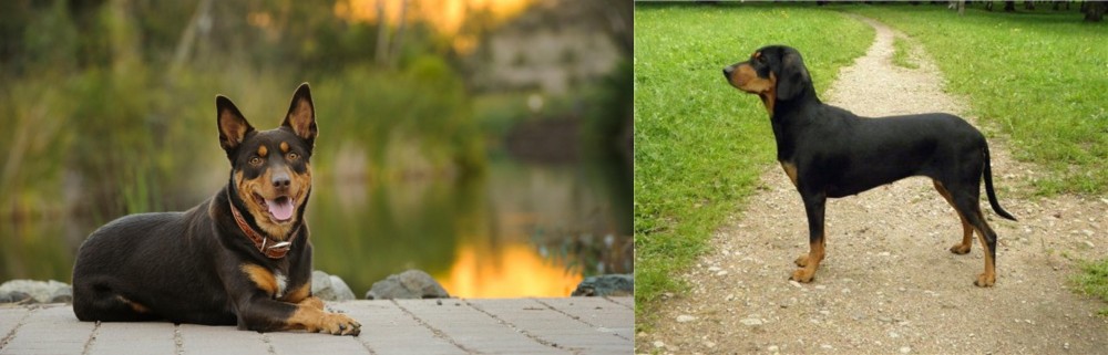 Latvian Hound vs Australian Kelpie - Breed Comparison