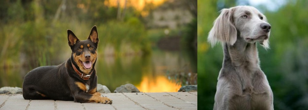 Longhaired Weimaraner vs Australian Kelpie - Breed Comparison