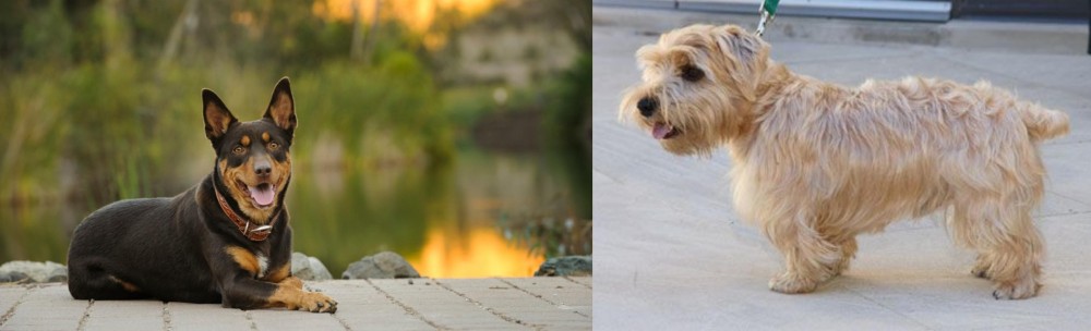 Lucas Terrier vs Australian Kelpie - Breed Comparison
