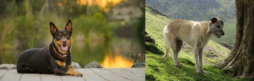 Lurcher vs Australian Kelpie - Breed Comparison