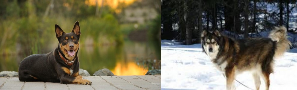 Mackenzie River Husky vs Australian Kelpie - Breed Comparison