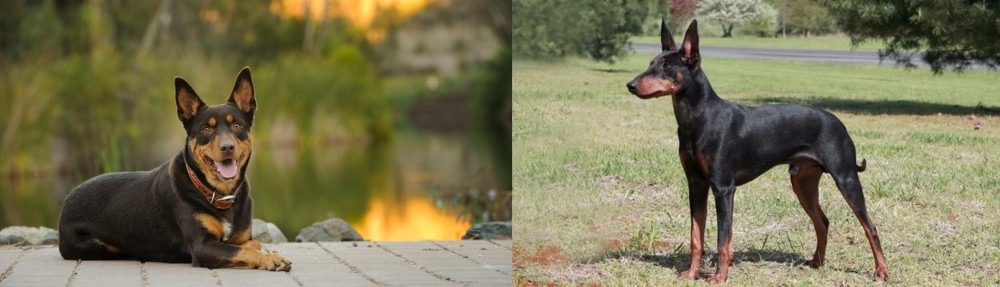 Manchester Terrier vs Australian Kelpie - Breed Comparison