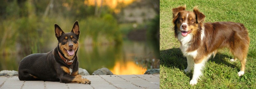 Miniature Australian Shepherd vs Australian Kelpie - Breed Comparison