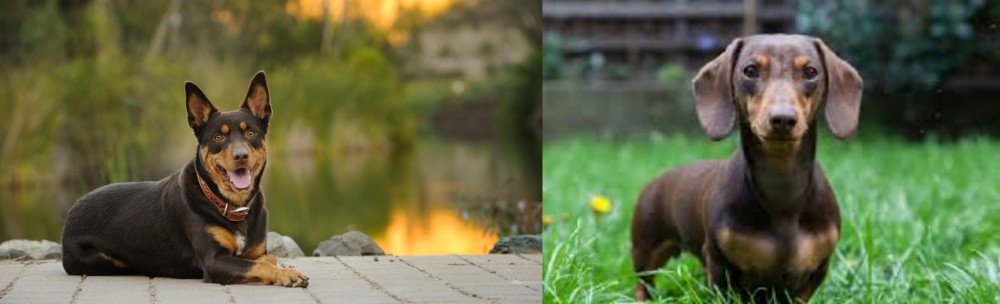 Miniature Dachshund vs Australian Kelpie - Breed Comparison