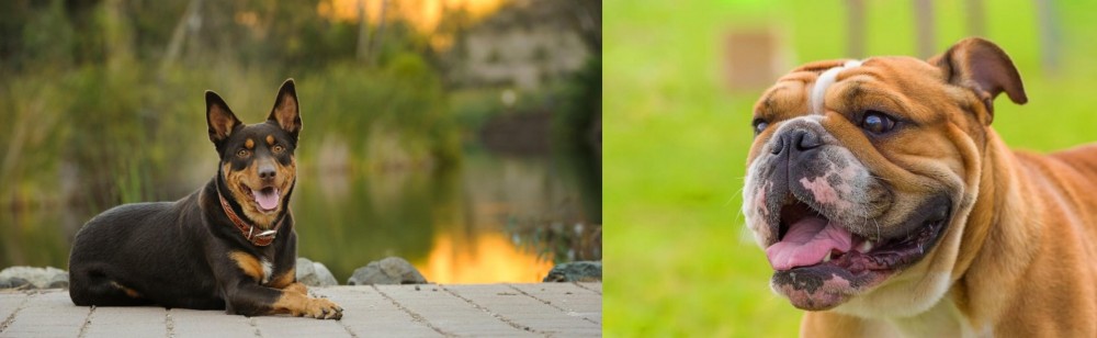 Miniature English Bulldog vs Australian Kelpie - Breed Comparison