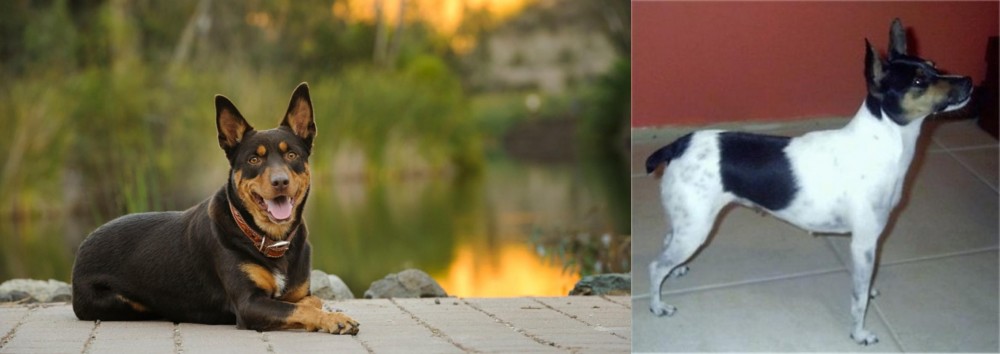 Miniature Fox Terrier vs Australian Kelpie - Breed Comparison