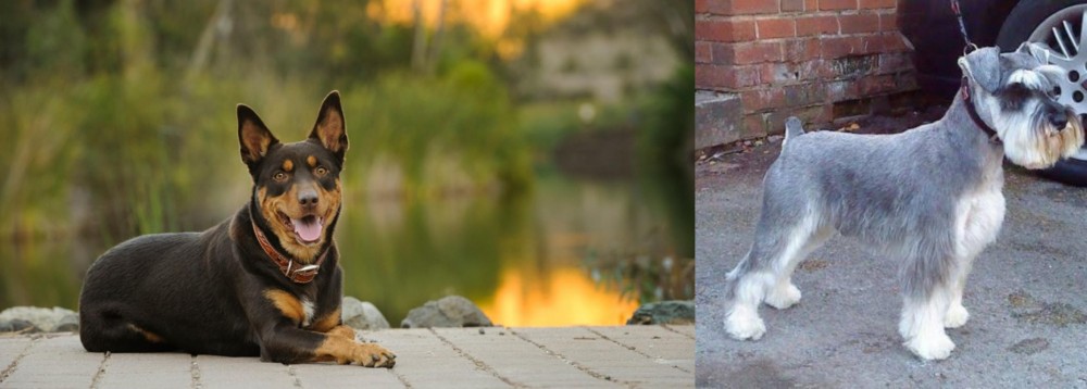 Miniature Schnauzer vs Australian Kelpie - Breed Comparison